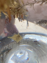 Stephanolepis hispida