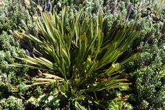 Aciphylla montana gracilis