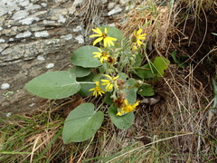 Brachyglottis haastii