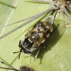 Copestylum fornax
