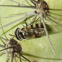 Copestylum fornax