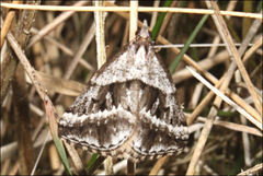 Dichromodes stilbiata