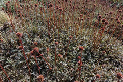Acaena saccaticupula