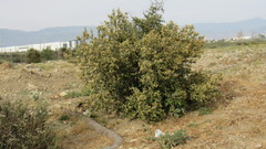 Holodiscus