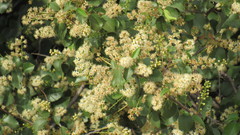 Holodiscus