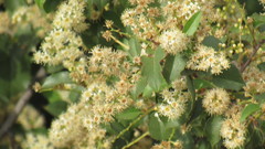Holodiscus