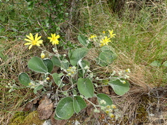 Brachyglottis haastii