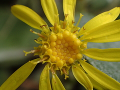 Brachyglottis haastii