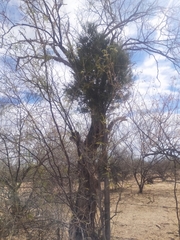 Forchhammeria watsonii