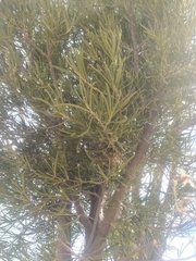 Forchhammeria watsonii