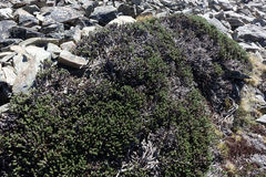 Celmisia ramulosa tuberculata