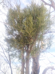 Forchhammeria watsonii