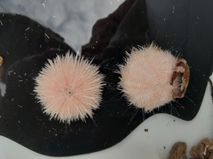 Pseudechinus huttoni