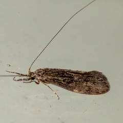 Oecetis cinerascens