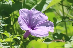 Ipomoea bahiensis
