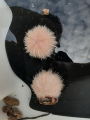 Pseudechinus huttoni