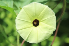 Ipomoea longeramosa