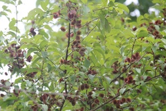 Combretum monetaria