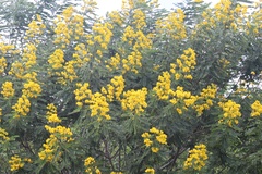 Senna spectabilis excelsa
