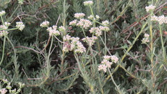 Eriogonum fasciculatum