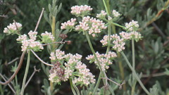 Eriogonum fasciculatum