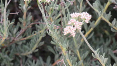 Eriogonum fasciculatum