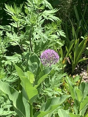 Allium giganteum