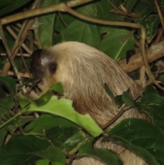 Choloepus didactylus