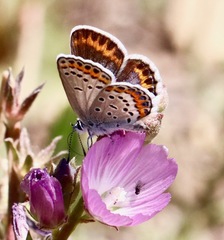 Plebejus melissa paradoxa