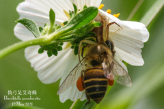 Ebrechtella pseudovatia