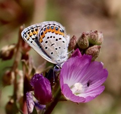 Plebejus melissa paradoxa