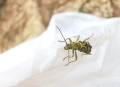 Chlorophorus signaticollis