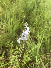 Lobelia appendiculata