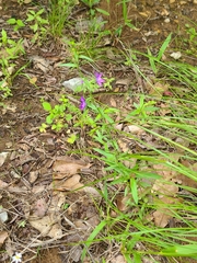 Triodanis leptocarpa