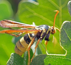 Paranthrene robiniae
