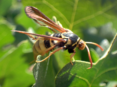 Paranthrene robiniae