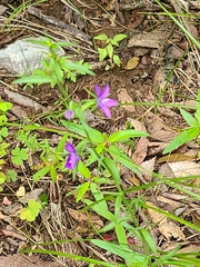 Triodanis leptocarpa