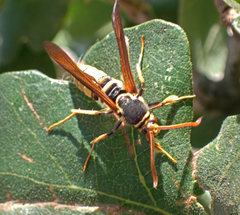 Paranthrene robiniae