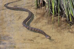 Nerodia sipedon williamengelsi