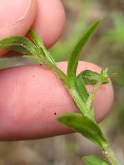 Triodanis leptocarpa