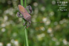 Anoplocnemis phasianus