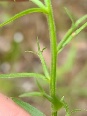 Triodanis leptocarpa