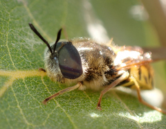 Stratiomys maculosa