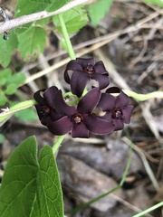 Matelea carolinensis