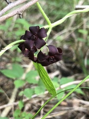Matelea carolinensis