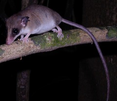 Bishop's Slender Opossum photo 2