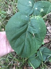Matelea carolinensis