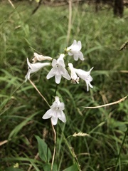 Penstemon alluviorum