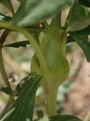 Gnorimoschema baccharisella