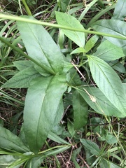 Penstemon alluviorum
